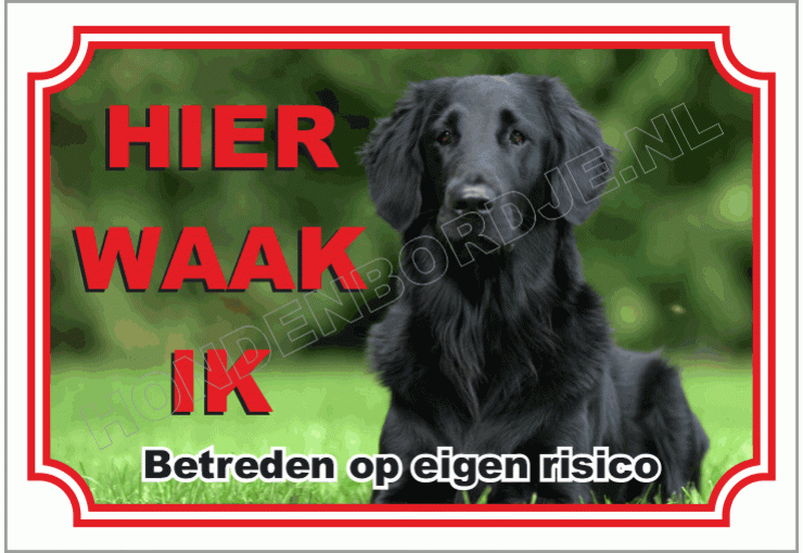 Flatcoated Retriever