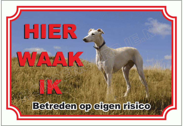 Greyhound