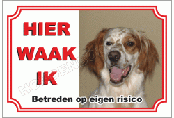Ierse Rood-witte Setter