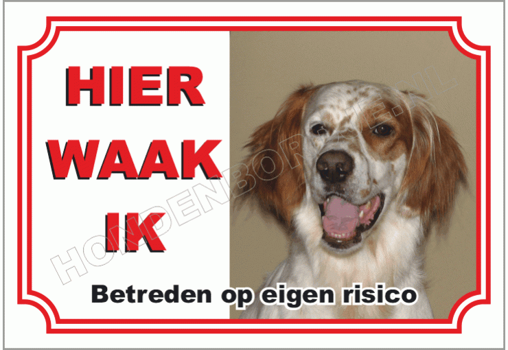 Ierse Rood-witte Setter