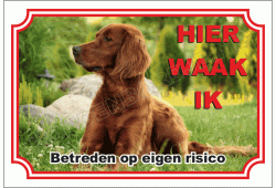 Ierse Setter