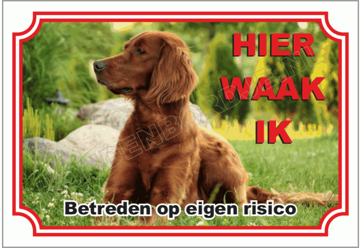 Ierse Setter