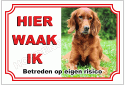 Ierse Setter