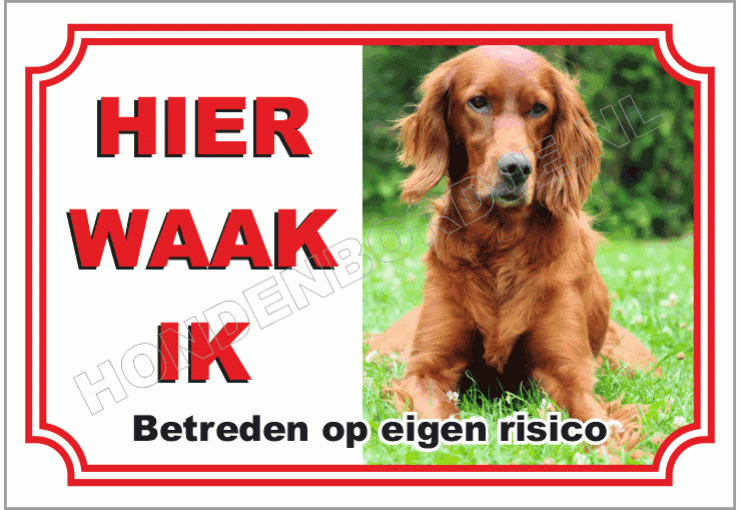 Ierse Setter