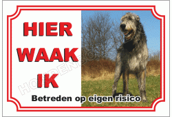 Ierse Wolfshond