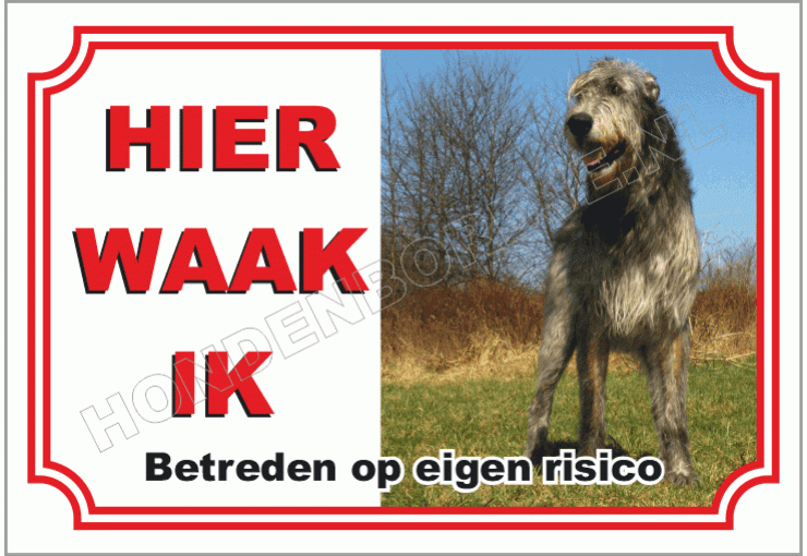 Ierse Wolfshond