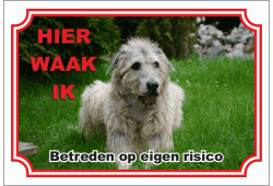 Ierse Wolfshond