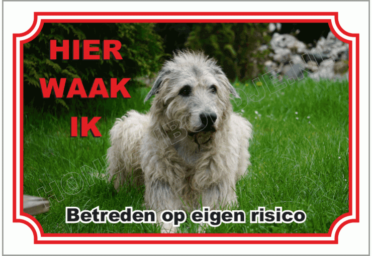 Ierse Wolfshond