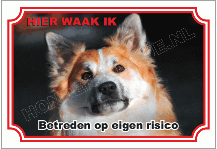 Ijslandse Hond