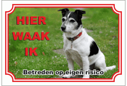 Jack Russell Terrier