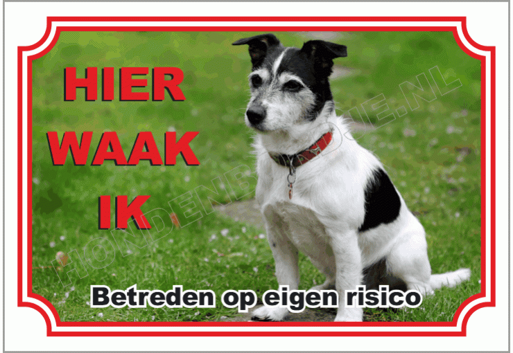 Jack Russell Terrier