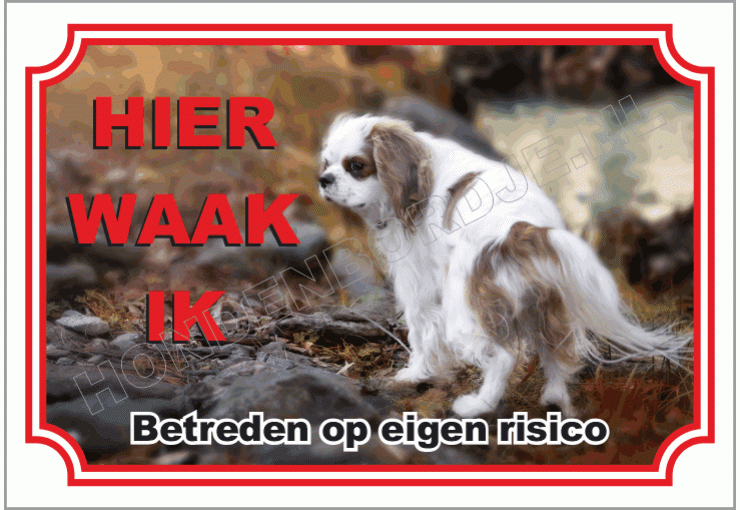 Japanse Spaniel