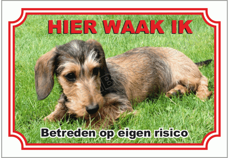Kaninchen Dashond, Ruwhaar