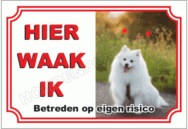 Kleine keeshond _ Pomeriaan
