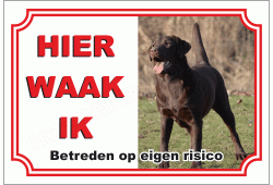 Labrador Retriever