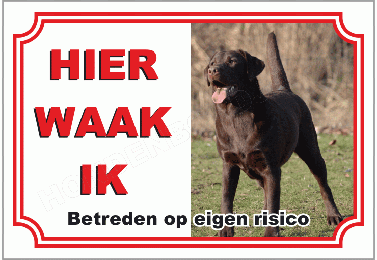 Labrador Retriever