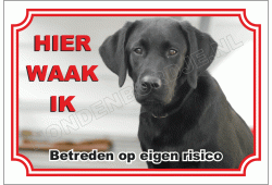 Labrador Retriever