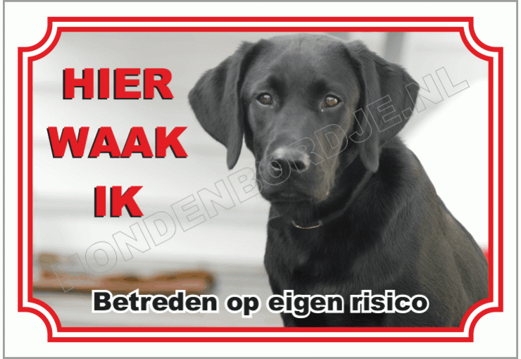 Labrador Retriever