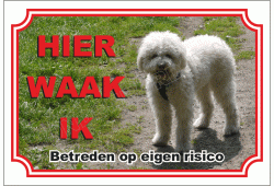 Lagotto Romagnolo Blond