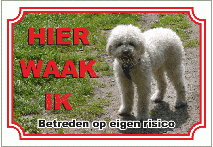 Lagotto Romagnolo Blond