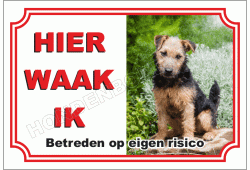 Lakeland Terrier