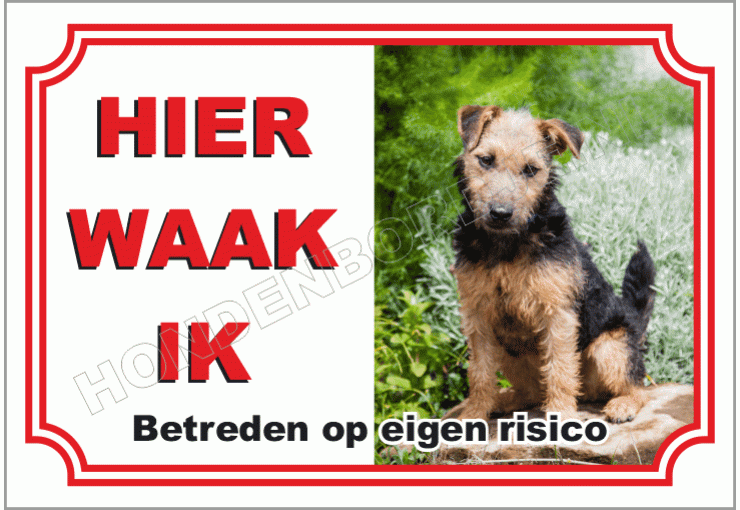 Lakeland Terrier