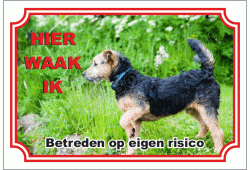 Lakeland Terrier