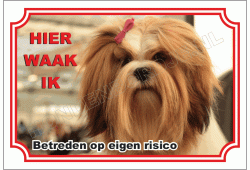 Lhasa Apso