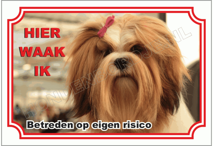 Lhasa Apso