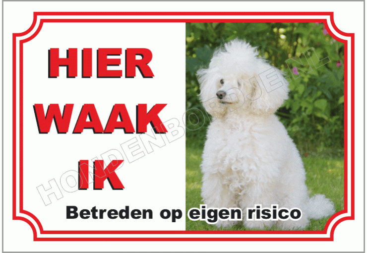 Middenslag Poedel Wit