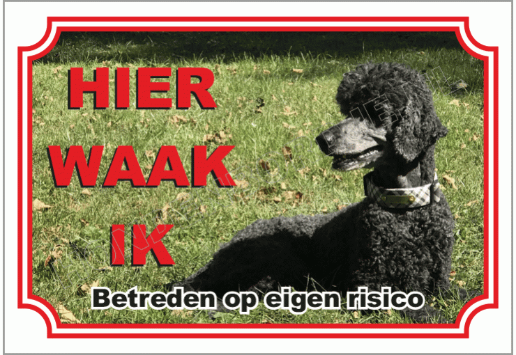 Middenslag Poedel Zwart