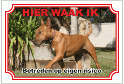 Miniatuur Bull Terrier