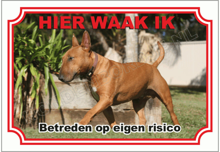 Miniatuur Bull Terrier