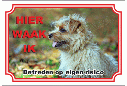 Norfolk Terrier