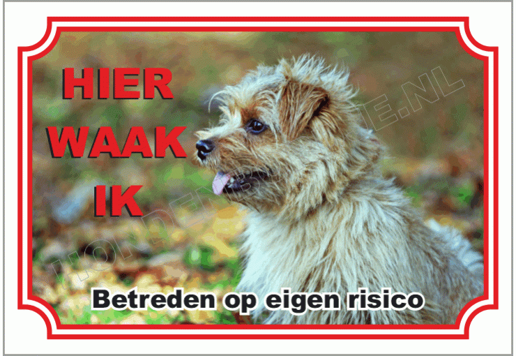 Norfolk Terrier