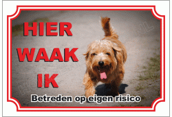 Norfolk Terrier