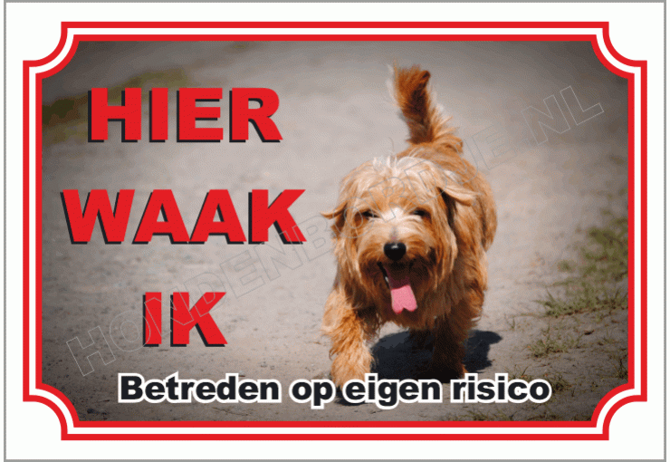 Norfolk Terrier
