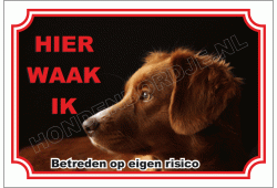 Nova Scotia Duck Tolling Retriever