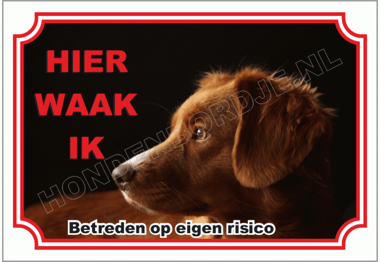 Nova Scotia Duck Tolling Retriever