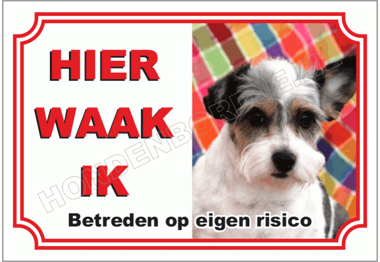 Parson Russell Terrier