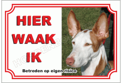 Podenco Ibicenco, Gladhaar