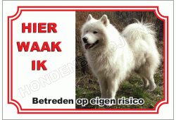 Samoyed