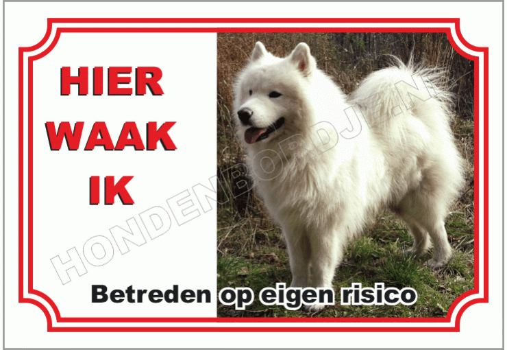 Samoyed