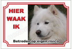 Samoyed
