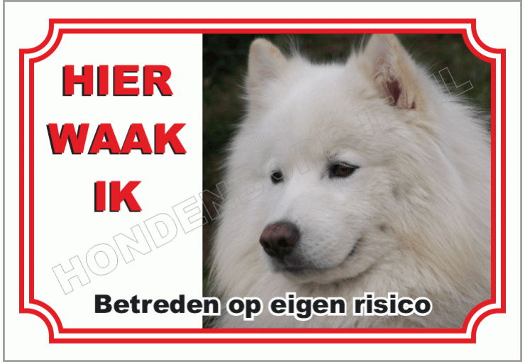 Samoyed