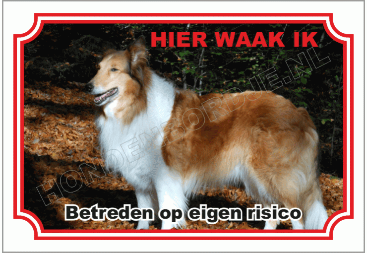 Schotse Herdershond Langhaar