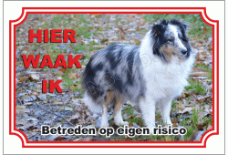 Shetland Sheepdog