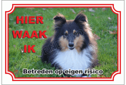 Shetland Sheepdog