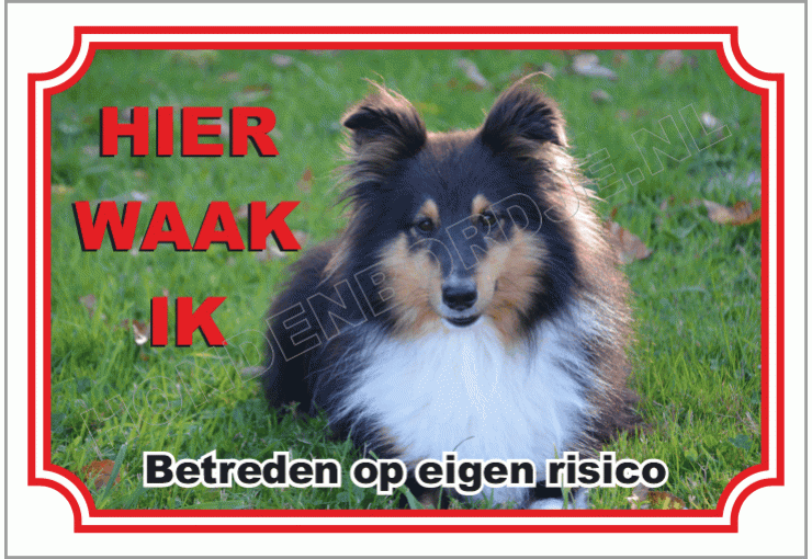 Shetland Sheepdog