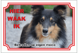 Shetland Sheepdog